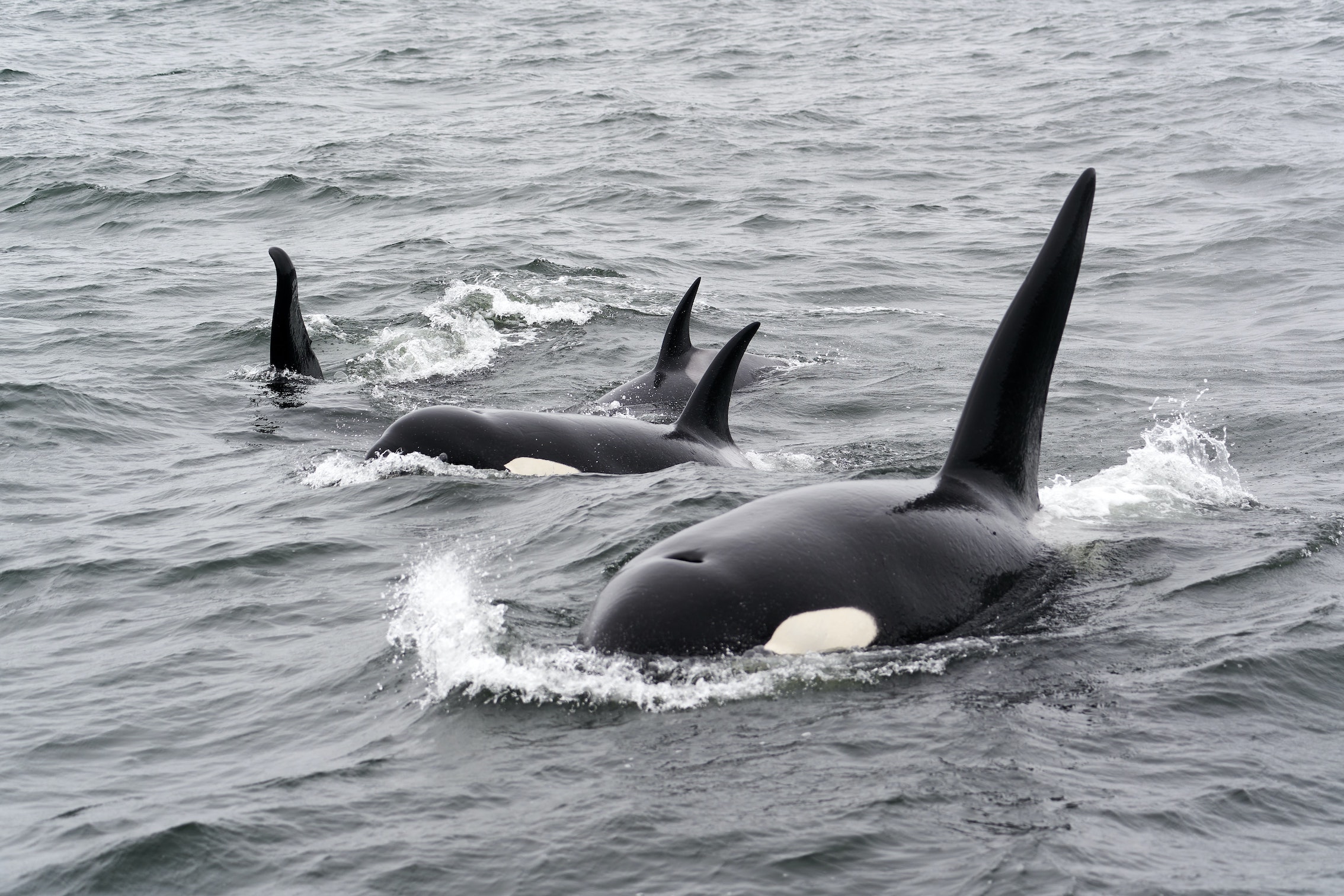 Orca whales in West Iceland