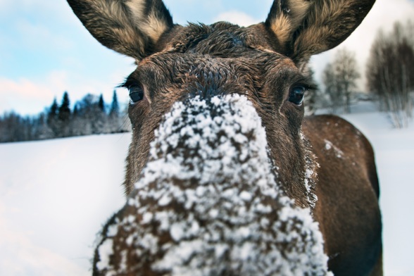 Picture of moose in Sweden 